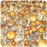 Псилоцибиновые (галлюциногенные)  грибы Psilocybin "Golden Teacher" в Кореновске