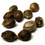 Семена марихуаны АК-47  (Seeds AK-47) в Кореновске